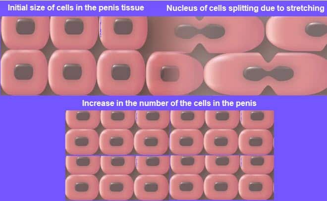 penis cells multiplication cytokinesis